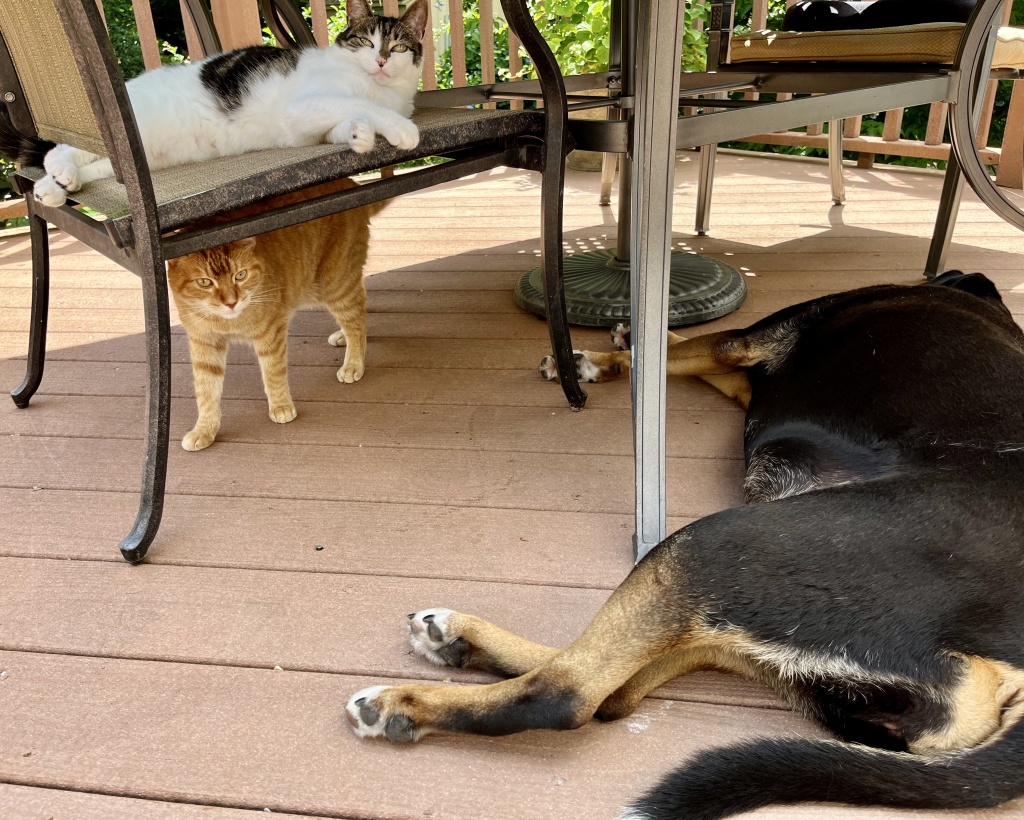 photographic image of the blogger's black dog, Portia laying under a patio table, on and underneat a nearby chair are the blogger's two cats , one black and white and one an orange tabby.